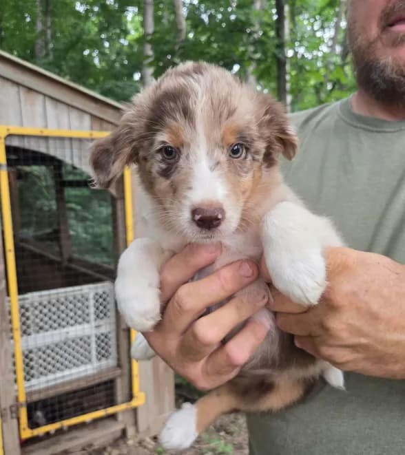 Red Merle M1
