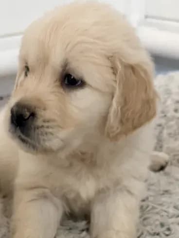 AKC golden retriever puppy