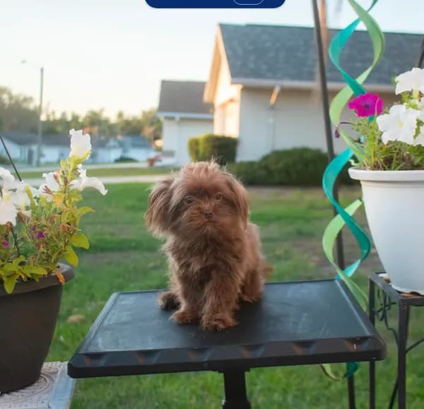PEDIGREE/REGISTERED