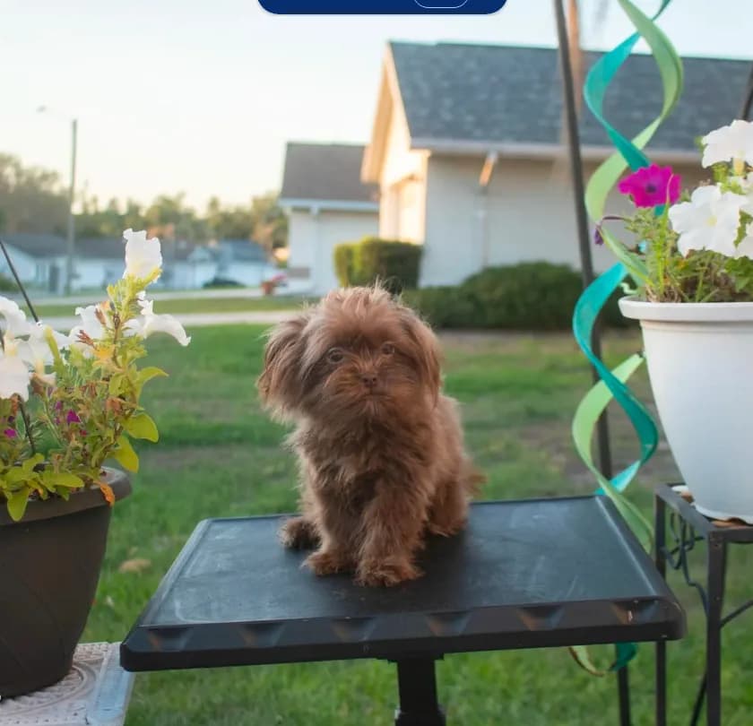 PEDIGREE/REGISTERED