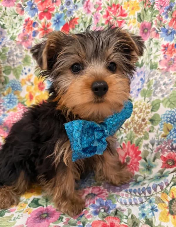 Cooper