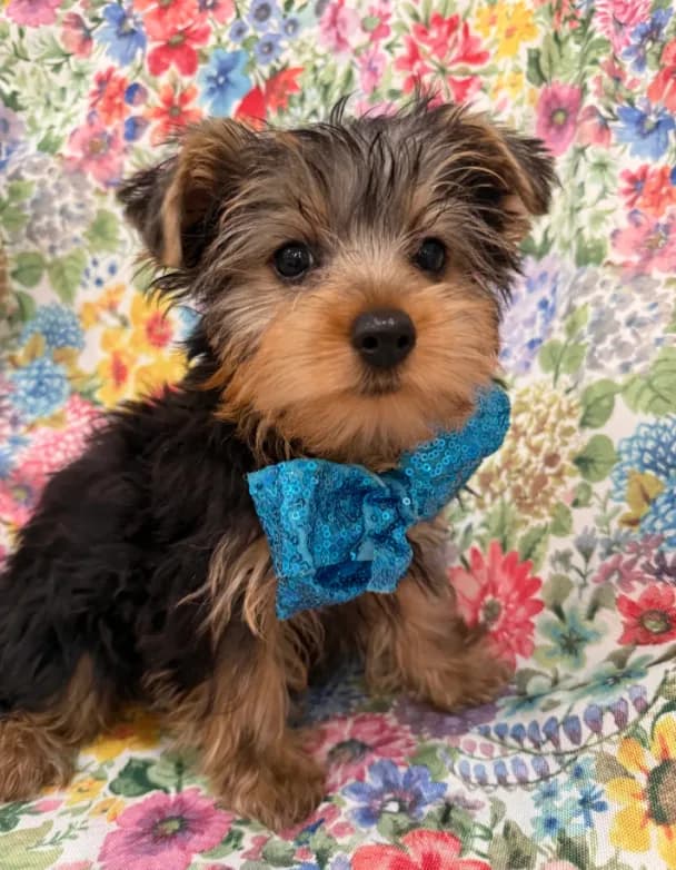 Cooper