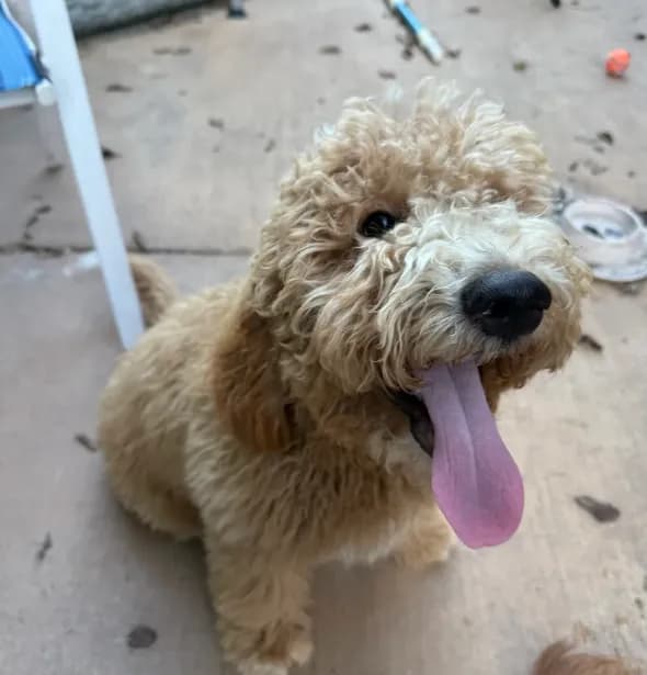 Reddington “snuggles” Red collar puppy