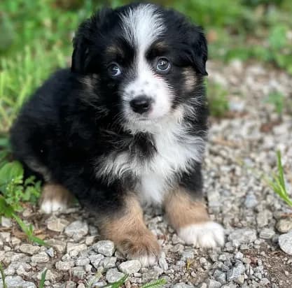 Jack