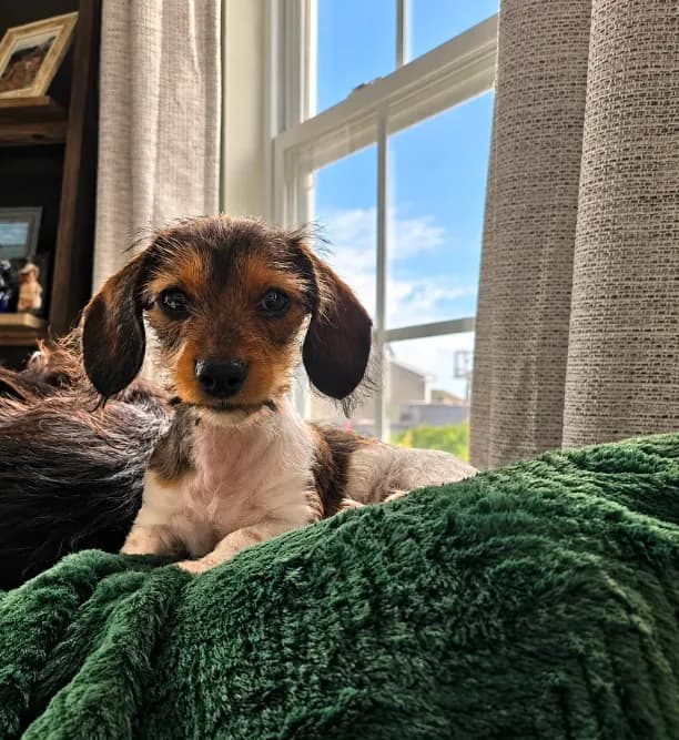 Milo