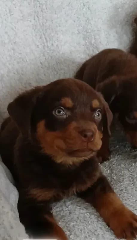 Good boy