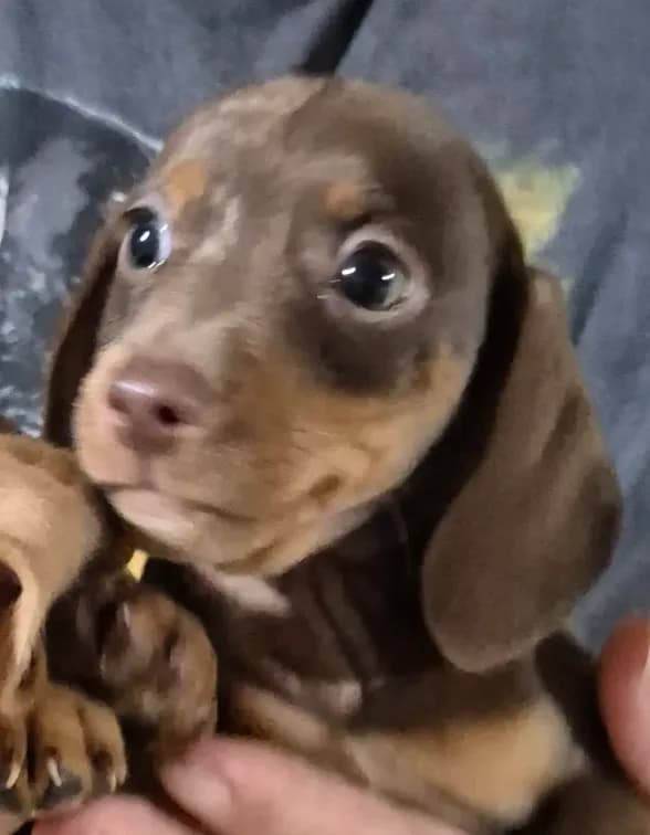 Brownie