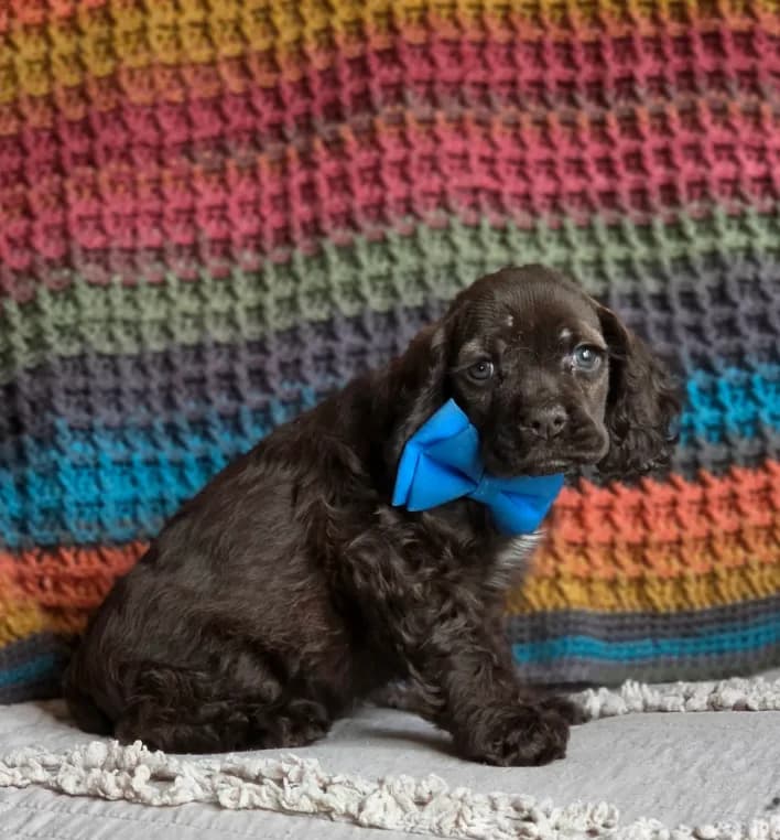 Choc male