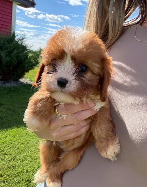 Coco
