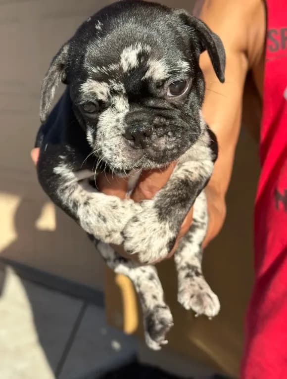 *NEGOTIABLE* Frenchie boy #2