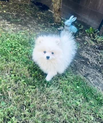 AKC Noah