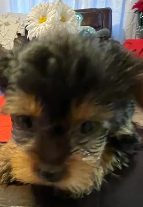 Little girl
