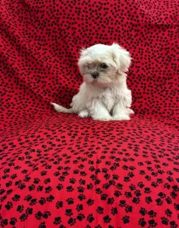SALE - Gizmo - Tiny Male