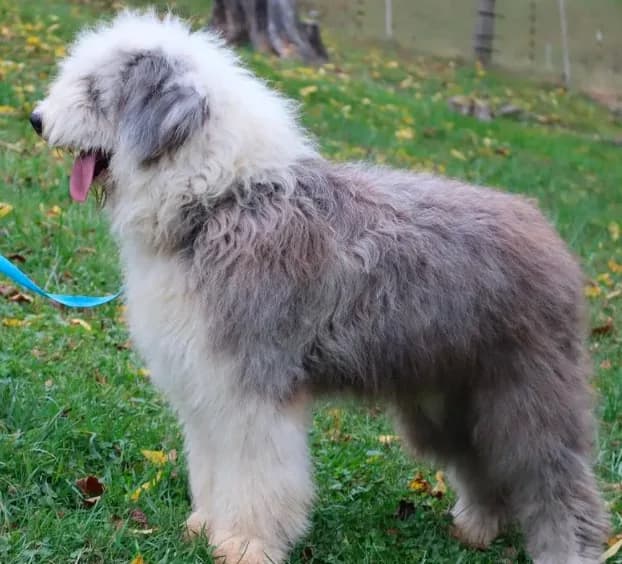 AKC Old English Sheepdog Puppies!