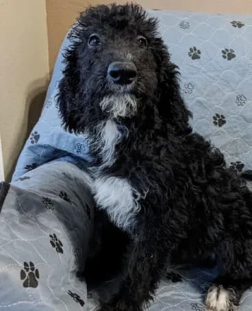 Tux