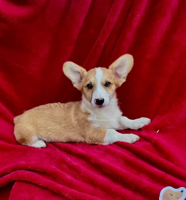 Akc Leo