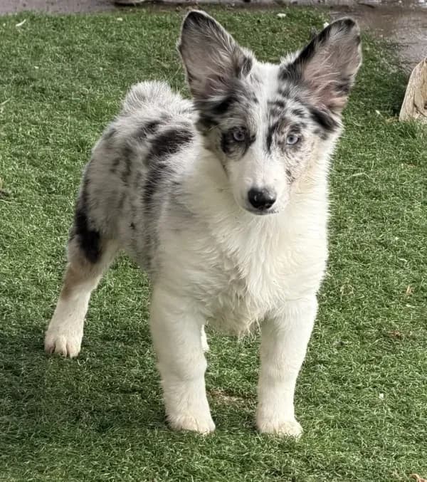 Auggie