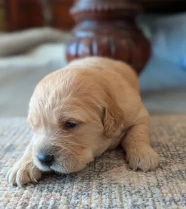 Adorable AKC Golden Retriever!!!