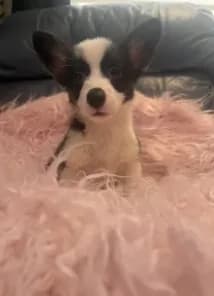 Tiny morgan