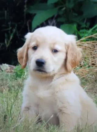 ruff
