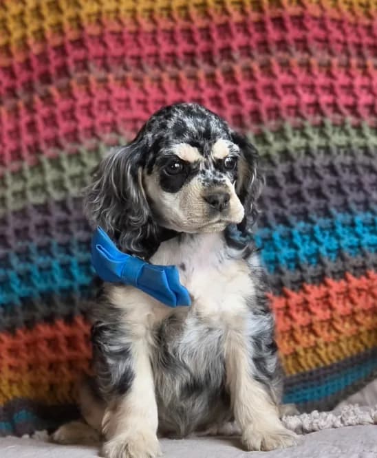 Merle male