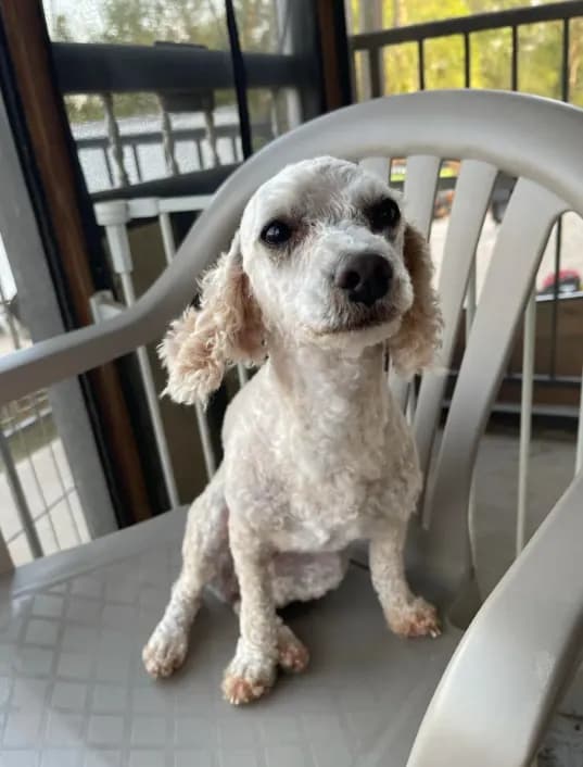 AKC Minnie