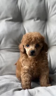 AKC Rocko