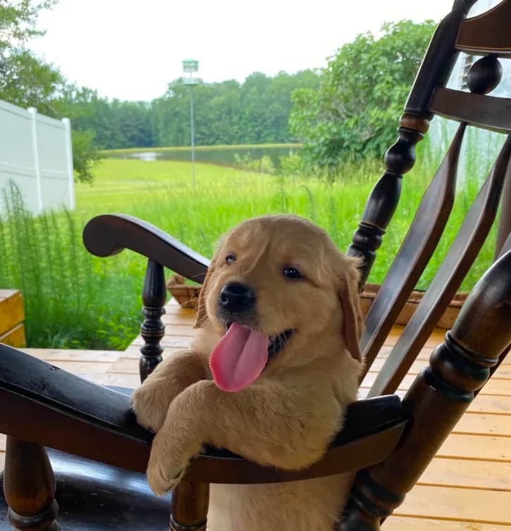 Pure-bred Golden Retriever AKC 2