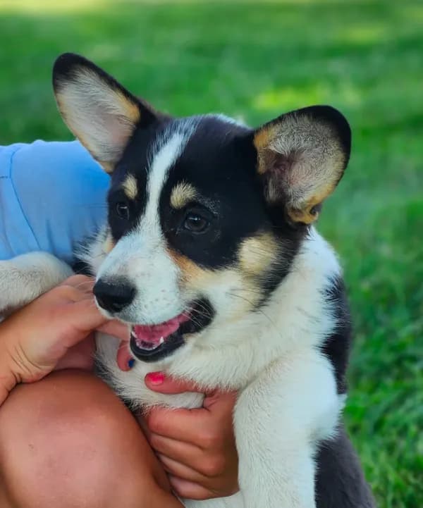 Violet AKC. Ch. Bloodlines