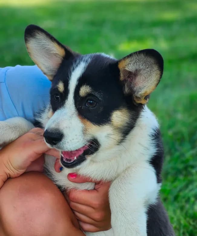 Violet AKC. Ch. Bloodlines