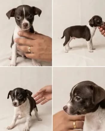 Chihuahua - Price REDUCED.
