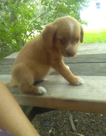 HENRY