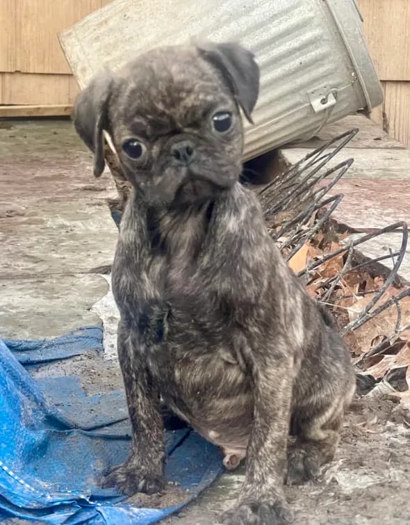 Brindle boy