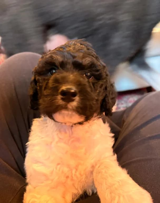 Teddy