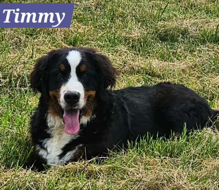 Timmy