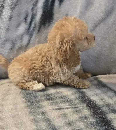 Ginger