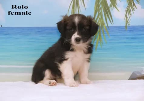 Rolo