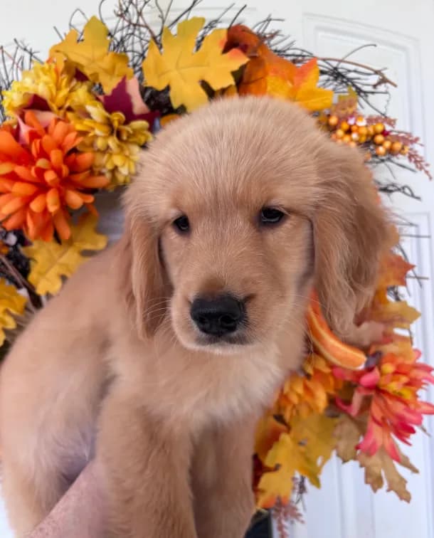 Daisy