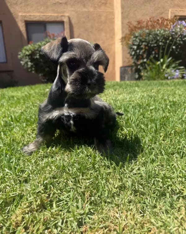 Bandit