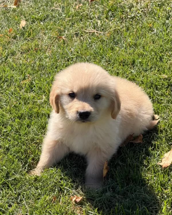 Little Joe