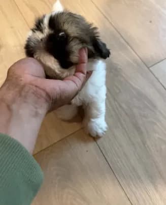 Ernie