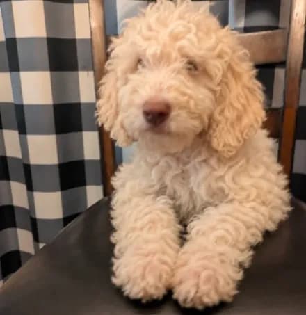 Teddy
