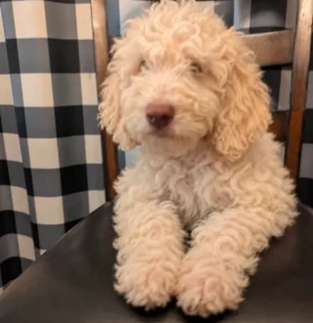 Teddy
