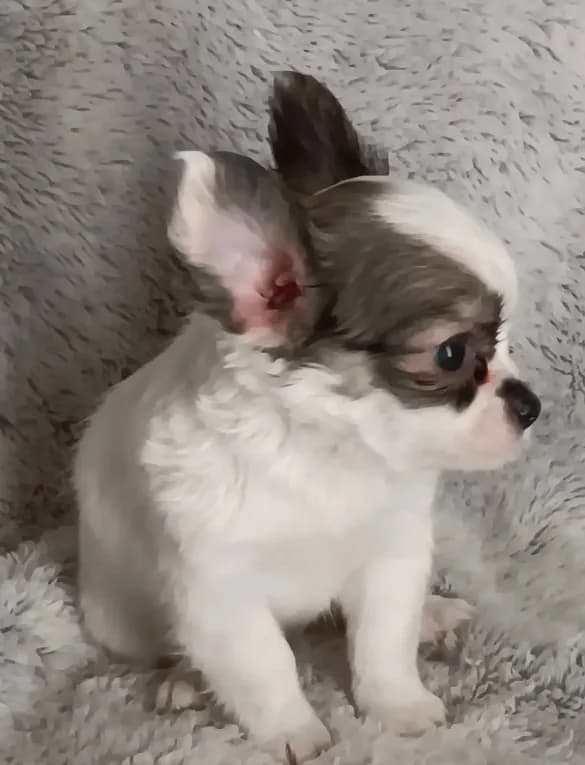 Bella