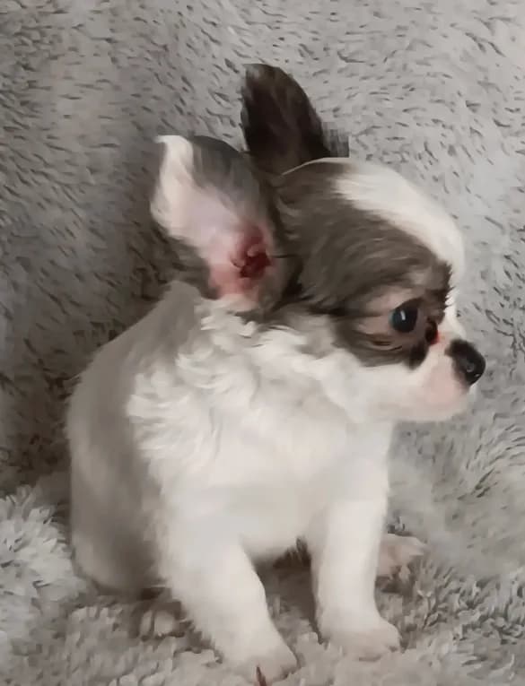 Bella