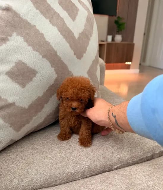 Teacup ☕️ Mylo