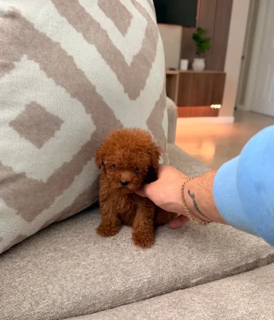 Teacup ☕️ Mylo