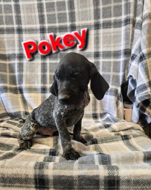 Pokey