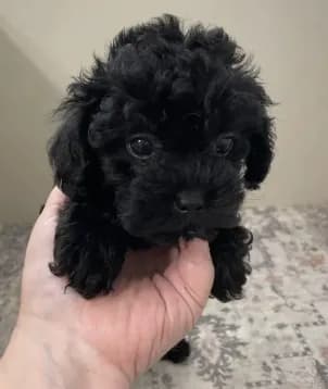 Cheeto (6lbs adult weight)