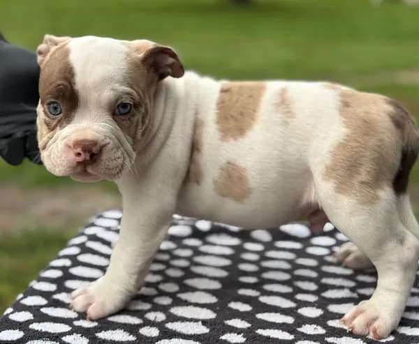 Puppy 5